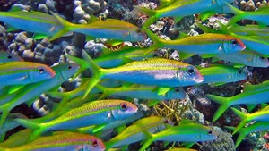 Colorful Goatfish School Coral Reef Wallpaper