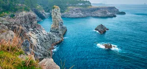 Colorful Japanese Chrysanthemums Wallpaper