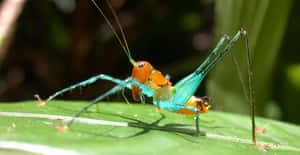 Colorful Katydid On Leaf.jpg Wallpaper