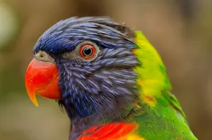Colorful Lorikeet Close Up Wallpaper