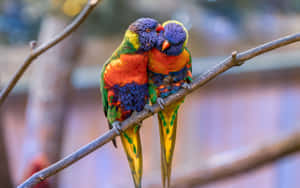 Colorful Lorikeets Affection4 K Wallpaper