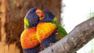 Colorful Lorikeets Cuddling4 K Wallpaper