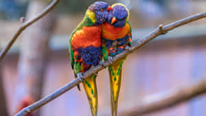 Colorful Lorikeets Cuddlingon Branch Wallpaper