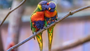 Colorful Lorikeets Cuddlingon Branch Wallpaper