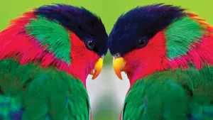 Colorful Lorikeets Facing Each Other Wallpaper
