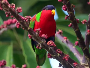 Colorful Lory Bird Perchedon Branch Wallpaper