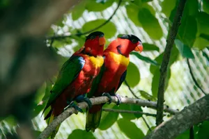 Colorful Lory Birds Perchedon Branch Wallpaper
