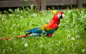 Colorful Macawin Green Grass Wallpaper