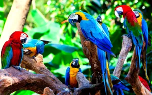 Colorful Macaws Perchedin Tropical Setting.jpg Wallpaper