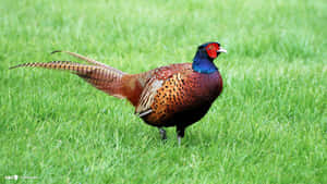 Colorful Male Pheasantin Grass Wallpaper