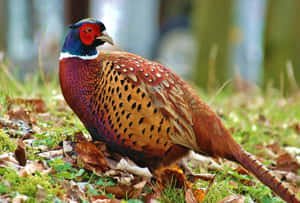 Colorful Male Pheasantin Natural Habitat.jpg Wallpaper