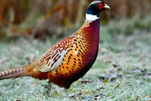 Colorful Male Pheasantin Natural Habitat.jpg Wallpaper