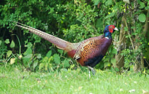 Colorful Male Pheasantin Natural Habitat.jpg Wallpaper