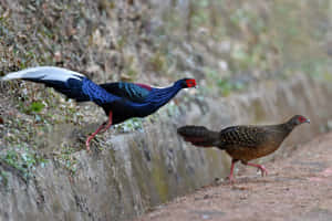 Colorful Maleand Female Pheasants Wallpaper