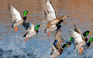 Colorful Mallard Duck Wallpaper