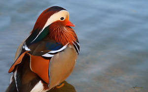 Colorful Mandarin Duck Wallpaper