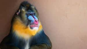 Colorful Mandrill Portrait Wallpaper