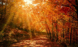 Colorful Marvelous Abstract Art Wallpaper Wallpaper