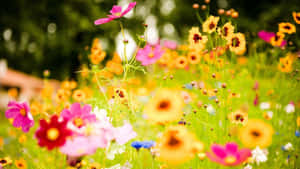 Colorful Meadow Wildflowers Summer Bloom Wallpaper