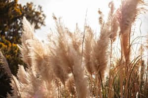 Colorful Pampas Grass Blades Waving In The Breeze Wallpaper