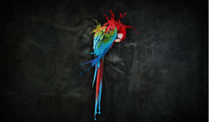 Colorful Parrot Artwork Splash Wallpaper