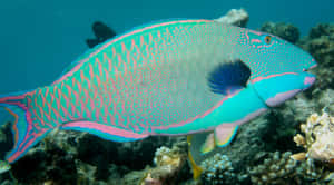 Colorful Parrotfish In Coral Reef Wallpaper