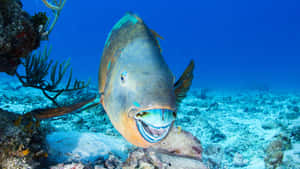 Colorful_ Parrotfish_ Underwater_ Scene Wallpaper