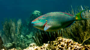 Colorful Parrotfishin Coral Reef Wallpaper