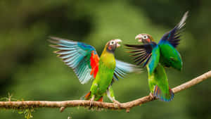 Colorful_ Parrots_ In_ Conversation_4 K Wallpaper