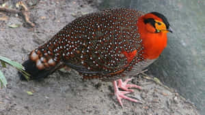 Colorful Pheasant Birdin Natural Habitat.jpg Wallpaper