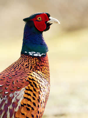 Colorful Pheasant Close Up Wallpaper