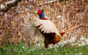 Colorful Pheasant In Flight Wallpaper