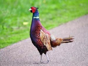 Colorful Pheasant On Pathway.jpg Wallpaper