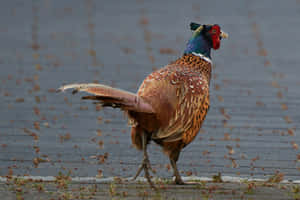 Colorful Pheasant Walking Across Pavement Wallpaper