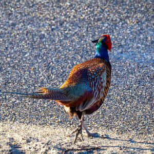 Colorful Pheasant Walkingon Gravel Wallpaper