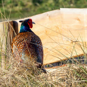 Colorful Pheasantin Grass Wallpaper