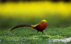 Colorful Pheasantin Grassland Wallpaper