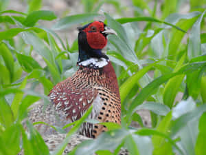 Colorful Pheasantin Greenery.jpg Wallpaper