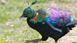 Colorful Pheasantin Natural Habitat.jpg Wallpaper