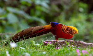 Colorful Pheasantin Natural Habitat.jpg Wallpaper