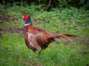 Colorful Pheasantin Natural Habitat.jpg Wallpaper