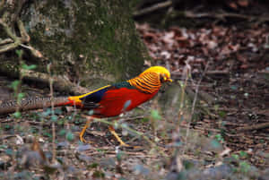 Colorful Pheasantin Natural Habitat.jpg Wallpaper