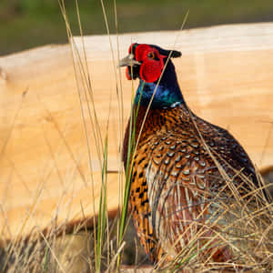 Colorful Pheasantin Natural Habitat.jpg Wallpaper