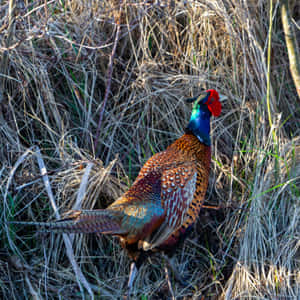 Colorful Pheasantin Natural Habitat.jpg Wallpaper