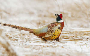 Colorful Pheasantin Winter Field Wallpaper