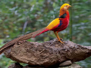 Colorful Pheasanton Rock Wallpaper