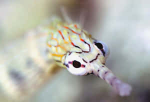 Colorful Pipefish Closeup Wallpaper