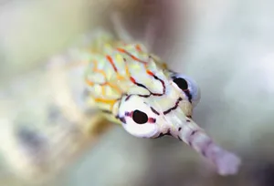 Colorful Pipefish Closeup Wallpaper