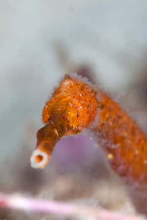 Colorful Pipefish In Its Natural Habitat Wallpaper