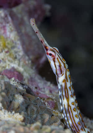 Colorful Pipefish Underwater Wallpaper